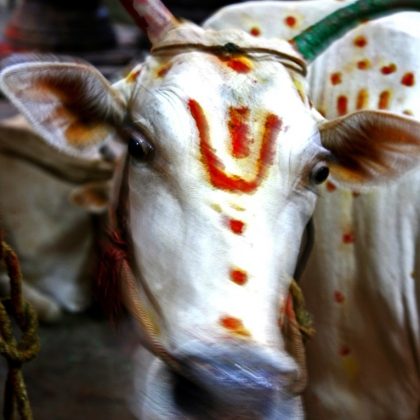 Hanuman Temple Cow, Madurai, Tamil Nadu