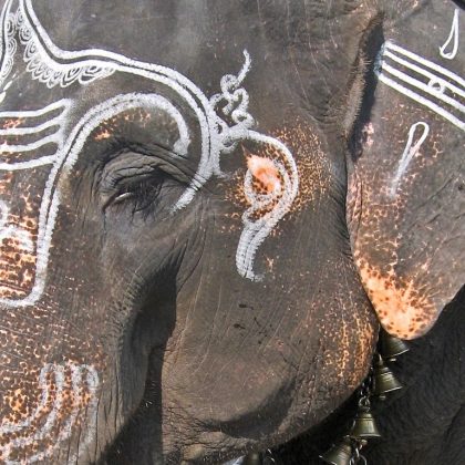 Meenakshi Temple Elephant, Madurai